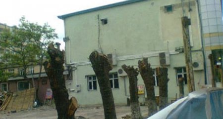 sumqayıt-ağac